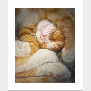 sleepy ginger Posters and Art